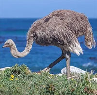 Những loài động vật có nhiều dạ dày nhất hành tinh