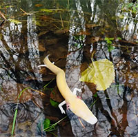 Phát hiện gây kinh ngạc về 