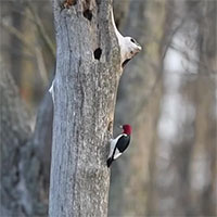 Chim gõ kiến tấn công như vũ bão, đánh đuổi kẻ chiếm tổ