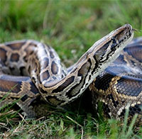 Các nhà khoa học khuyến khích mọi người ăn thịt trăn