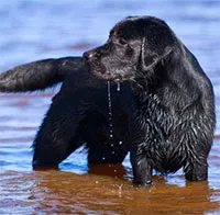 Chó tha mồi Labrador có một gene kỳ lạ, khiến chúng lúc nào cũng đói và dễ béo