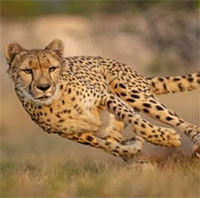 Vì sao báo săn là động vật nhanh nhất hành tinh?