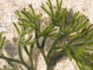 Trồng tảo lấy nhiên liệu sinh học để thay dầu mỏ