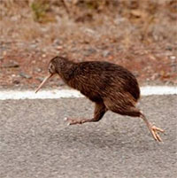 Tại sao chim kiwi tiến hóa không có cánh nhưng lại có khứu giác rất nhạy?