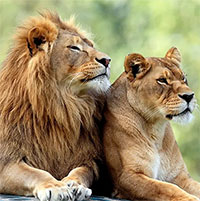 Vì sao trong tự nhiên có loài con cái lớn hơn, có loài con đực lớn hơn?