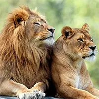 Vì sao trong tự nhiên có loài con cái lớn hơn, có loài con đực lớn hơn?