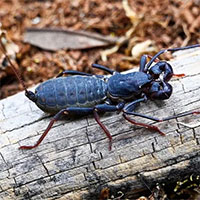 Loài bọ cạp phun axit khiến kẻ thù bỏ chạy, Việt Nam có đầy!