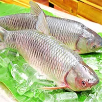 Trung Quốc phát triển cá trắm cỏ không xương dăm