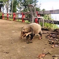 Nhiều loài thú quý hiếm xuất hiện trở lại ở rừng Bạch Mã