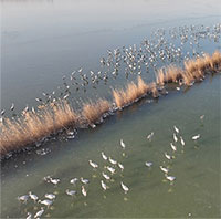 Phát hiện chim quý hiếm tại khu bảo tồn ở miền Bắc Trung Quốc