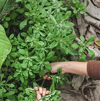Loại "cỏ" mọc hoang chỉ mùa xuân mới có, xưa cho gà vịt ăn nay nửa triệu/kg vẫn tranh nhau mua