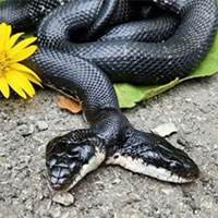 Ca phẫu thuật cho con rắn 2 đầu cực hiếm gặp