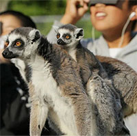 Vì sao động vật biểu hiện khác thường khi nhật thực toàn phần?