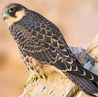 Loài chim vặt lông con mồi và giam vào 