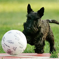 Loài chó có thể hiểu được ý nghĩa của nhiều danh từ?