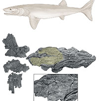 Phát hiện loài cá mập 324 triệu tuổi 