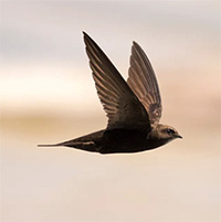 Chim có thể bay tối đa bao lâu mà không cần hạ cánh?