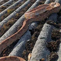 Rắn mất tích 1 năm thoát vuốt quạ, gặp lại chủ nhân