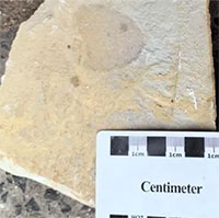 Trung Quốc phát hiện hóa thạch bọt biển có niên đại khoảng 540 triệu năm