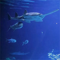 Hành vi bất thường của cá khiến các nhà khoa học đau đầu tìm lời giải thích