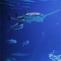 Hành vi bất thường của cá khiến các nhà khoa học đau đầu tìm lời giải thích