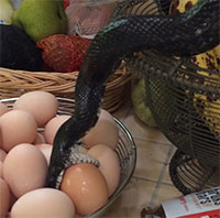 Nghe thấy tiếng động, người phụ nữ sốc nặng khi thấy cảnh trước mắt