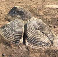 Phát lộ nhiều khối đá cổ khắc ruộng bậc thang ở Mù Cang Chải