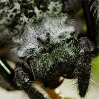Nhện vỏ cây Darwin nhả tơ "xây cầu" dài 25m