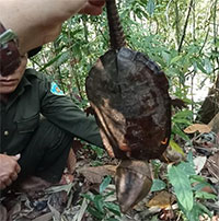 Phát hiện loài rùa đầu to cực kỳ quý hiếm ở Quảng Nam