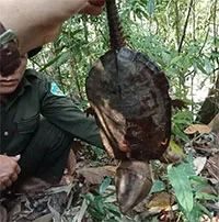 Phát hiện loài rùa đầu to cực kỳ quý hiếm ở Quảng Nam