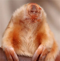 Hình ảnh về loài chuột chũi mù hiếm gặp ở Australia