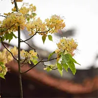 Ngắm hoa bún nở rộ với vẻ đẹp độc đáo giữa lòng Thủ đô