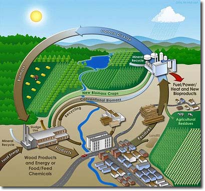 Nhiên liệu sinh học: Một chiến lược thích hợp?