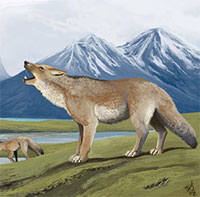 Loài cáo cổ đại đã từng được thuần hóa và nuôi làm thú cưng cách đây 1.500 năm