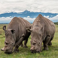 Chỉ còn 2 tê giác trắng phương Bắc, cứu chúng bằng cách nào?