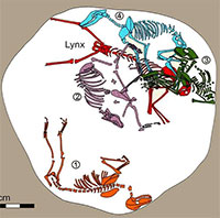 Mộ cổ 1.500 tuổi của 5 sinh vật khiến giới khảo cổ bối rối