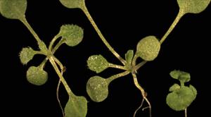 Cơ quan nào giúp cây tăng trưởng?