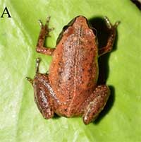 Phát hiện loài ếch cây và nhái lùn nâu tại Việt Nam