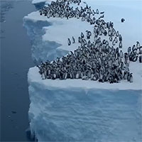 Chim cánh cụt nhảy từ vách đá cao 15m vì đói