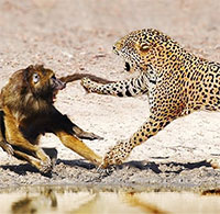 Đàn khỉ đầu chó bất lực nhìn đồng loại gục ngã dưới nanh vuốt của báo hoa mai