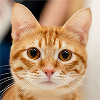 Nghiên cứu mới về mối liên quan giữa nuôi mèo với bệnh tâm thần phân liệt