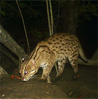 Phát hiện mèo bơi như cá và 700 loài trong rừng ngập mặn Campuchia