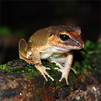 Loài ếch nhỏ xíu phát tiếng kêu siêu âm vượt khả năng nghe của con người