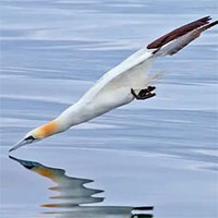 Vì sao chim điên có thể lao thẳng xuống dưới nước với tốc độ 86km/h mà không bị gãy cổ?