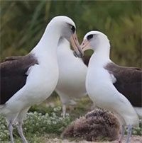 Chim già nhất thế giới tích cực tìm bạn tình mới