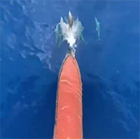 Tại sao cá heo thích cưỡi sóng trước mũi tàu?