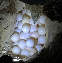 Vích mẹ gần 100kg từ Malaysia đến Côn Đảo đẻ trứng