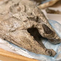 Loại cá hồi lớn nhất trên Trái đất có ngà giống lợn bướu