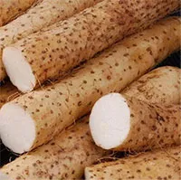 Một loại củ phơi khô là "thuốc trường thọ" giúp dưỡng thận, kiểm soát đường huyết hiệu quả