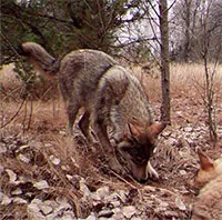 "Thiên đường" hoang dã gần 40 năm sau thảm họa hạt nhân Chernobyl